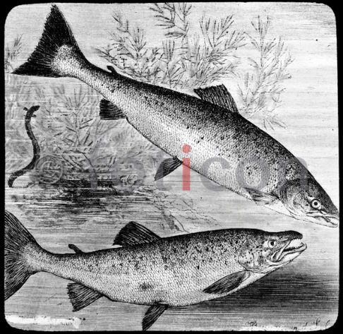 Lachs und Lachsforelle | Salmon and salmon trout (foticon-600-simon-meer-363-035-sw.jpg)